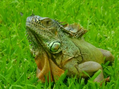 Iguana grass in Mexico