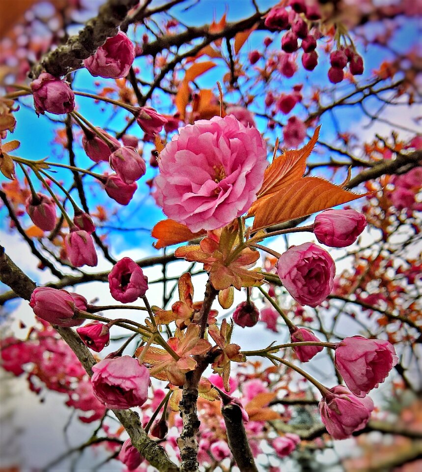 Pink flowers spring flowers