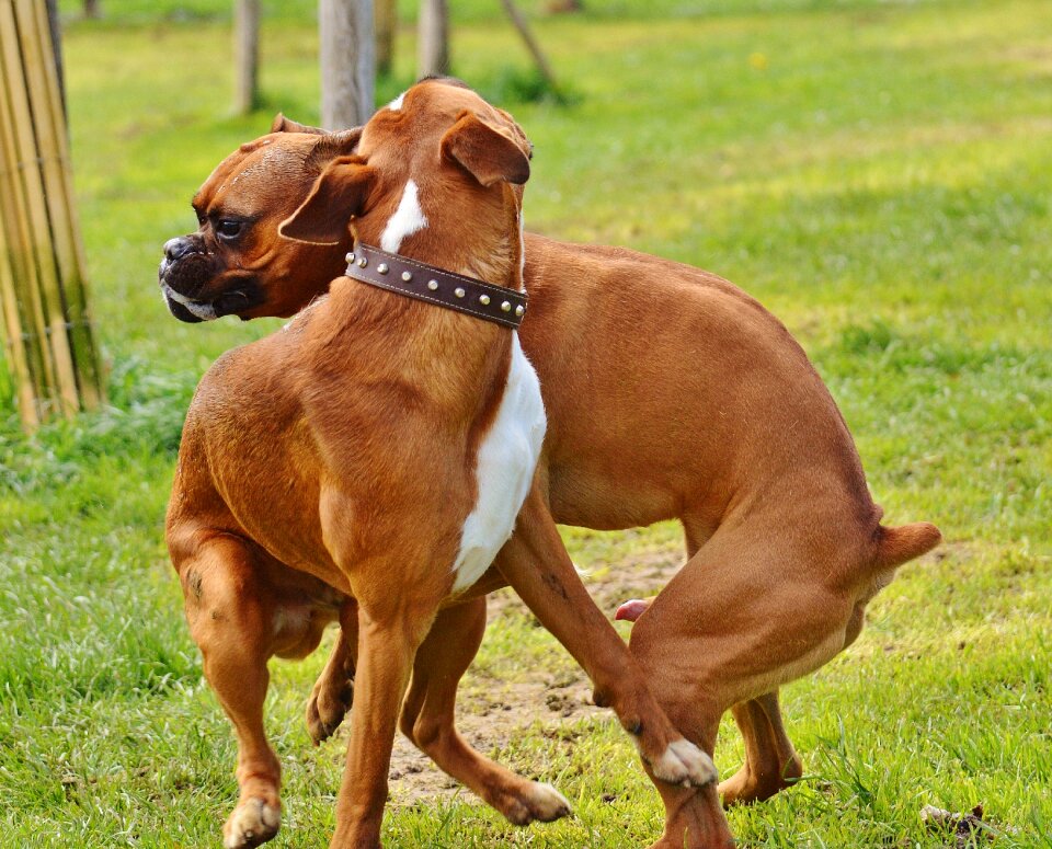 Sanctuary animal welfare animals