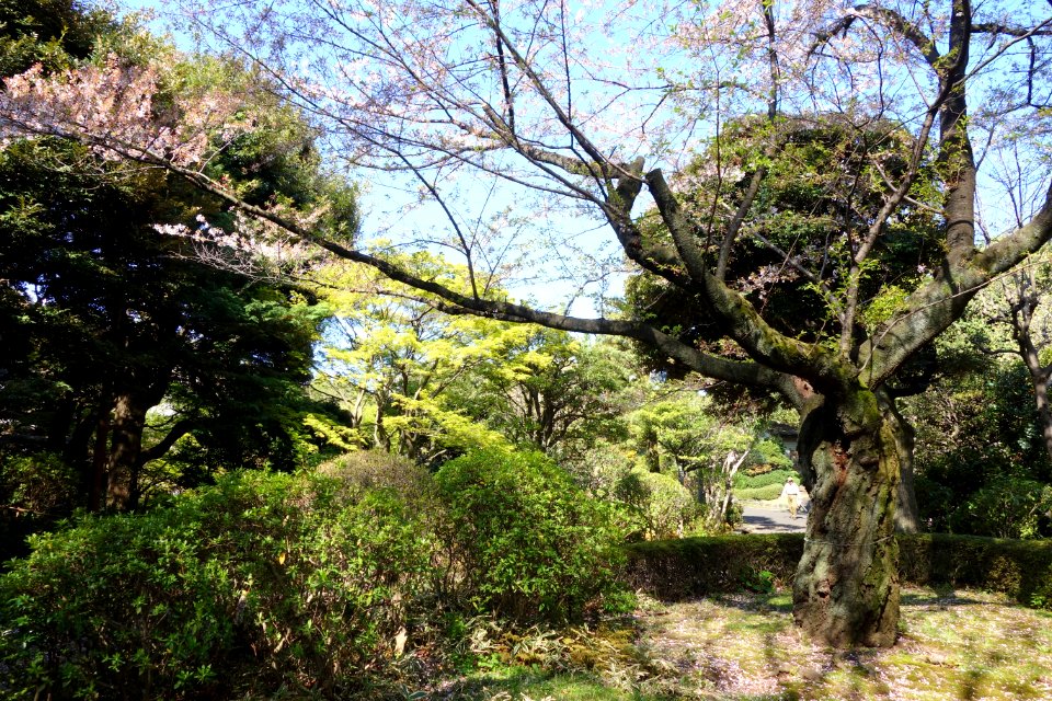 Ikedayama Park - Shinagawa, Tokyo - DSC00951