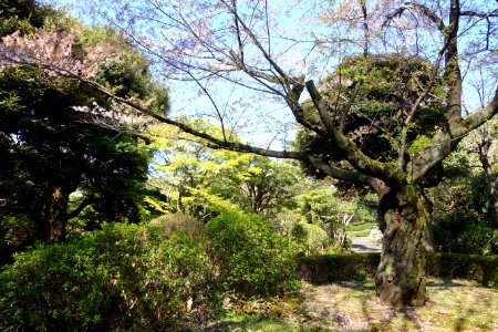 Ikedayama Park - Shinagawa, Tokyo - DSC00951