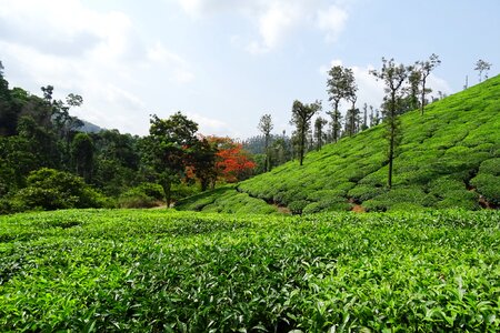Plantation estate shree ganga