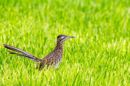 Animal nature cuckoo