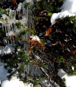 Icicles and snow in an evergreen bush photo