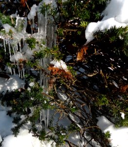 Icicles and snow in an evergreen bush