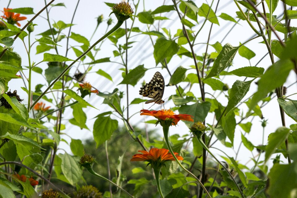 Insects animals flowers