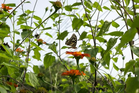 Insects animals flowers photo