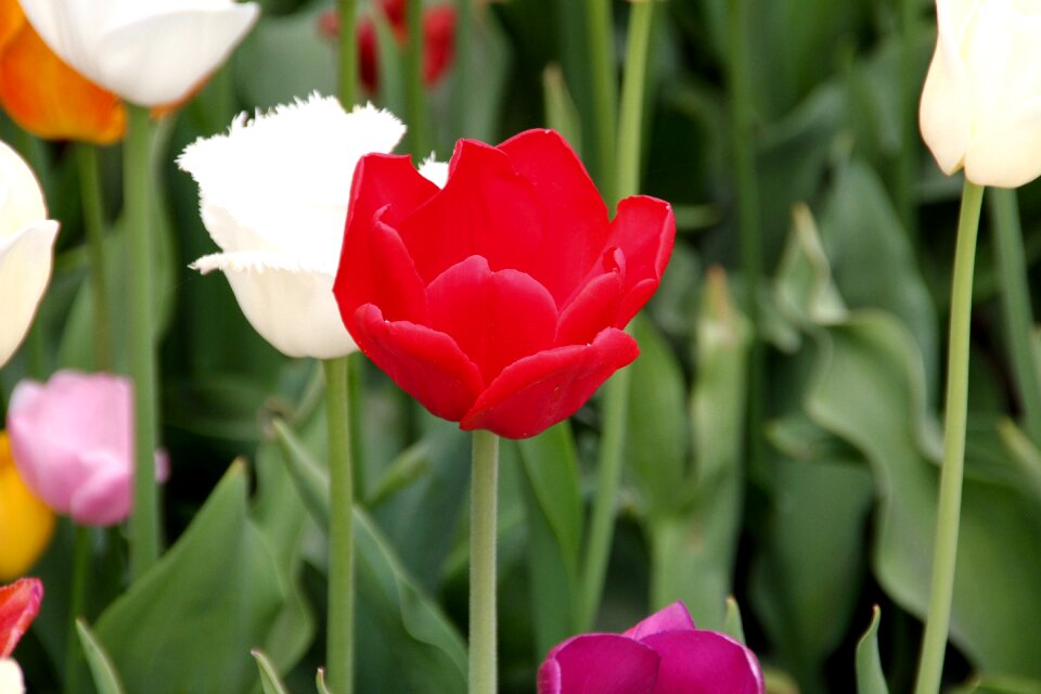 Bloom plant spring flower