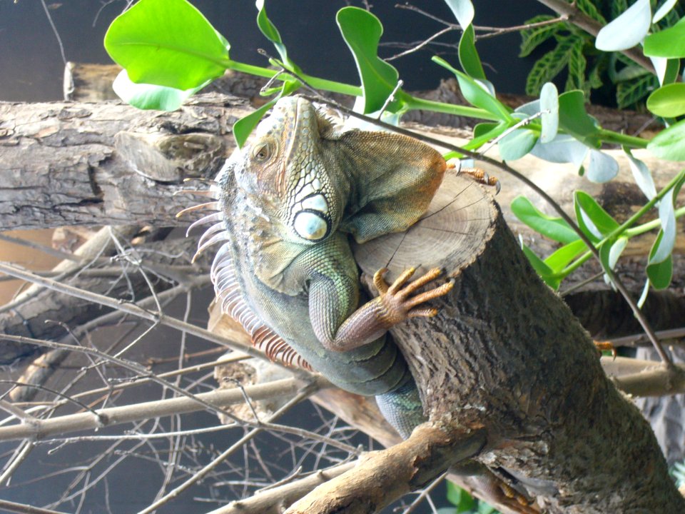 Iguana iguana, Zoo de Vincennes 06