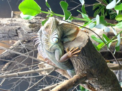 Iguana iguana, Zoo de Vincennes 06 photo