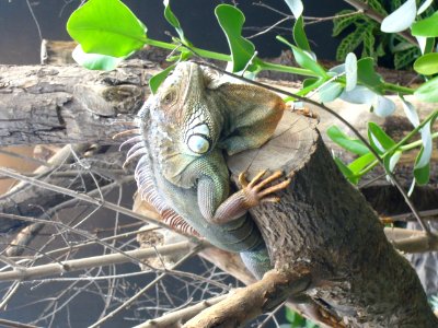 Iguana iguana, Zoo de Vincennes 06