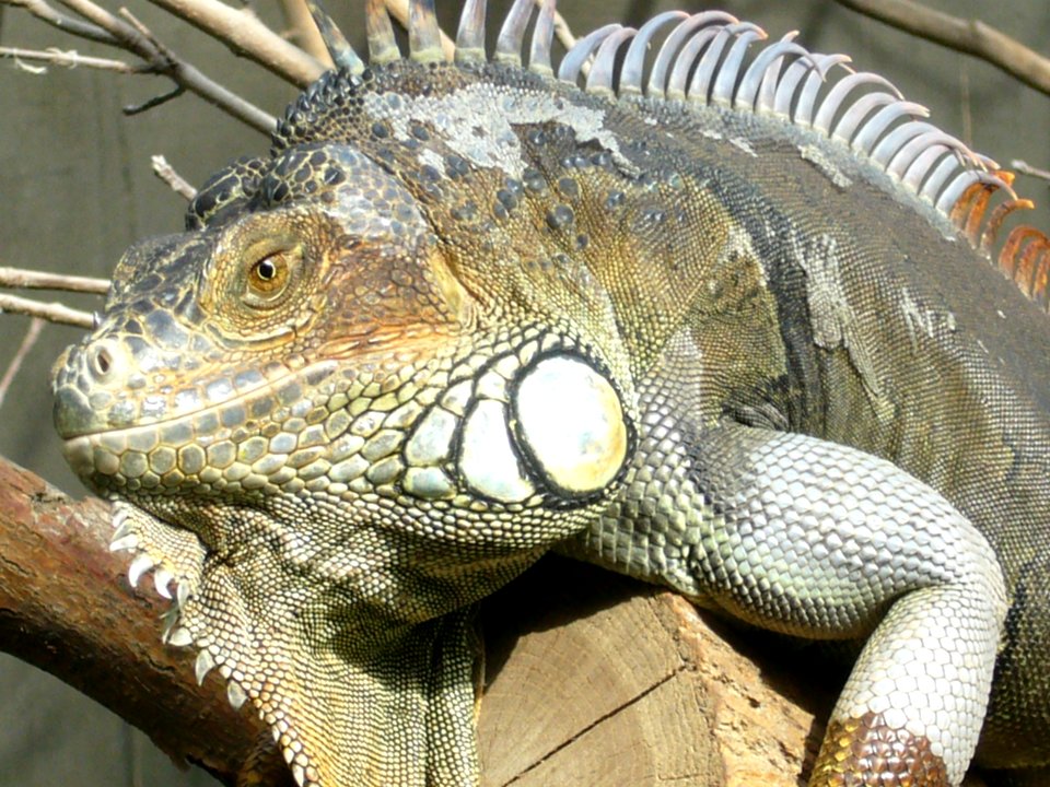 Iguana iguana, Zoo de Vincennes 11