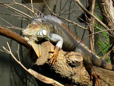 Iguana iguana, Zoo de Vincennes 02 photo