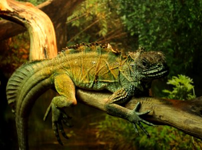 Iguana (157833591)