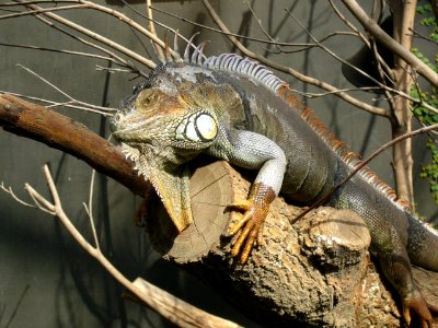 Iguana iguana, Zoo de Vincennes 04