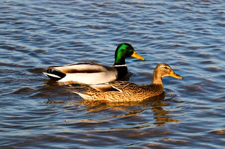 Animals bird wild birds