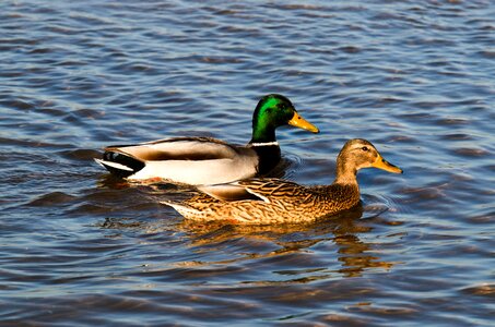 Animals bird wild birds photo