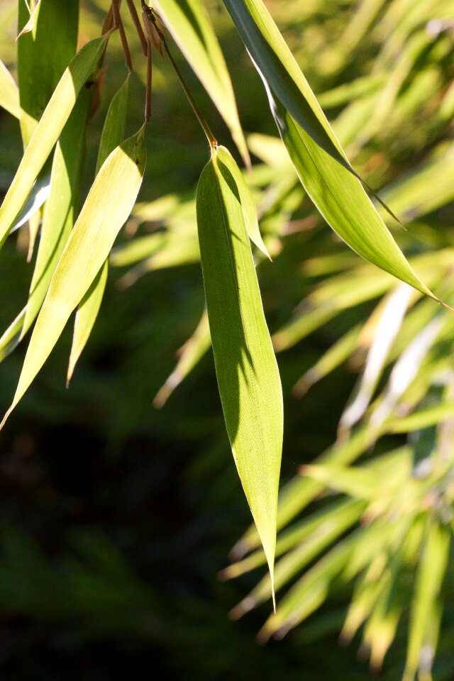 Bamboo leaf green