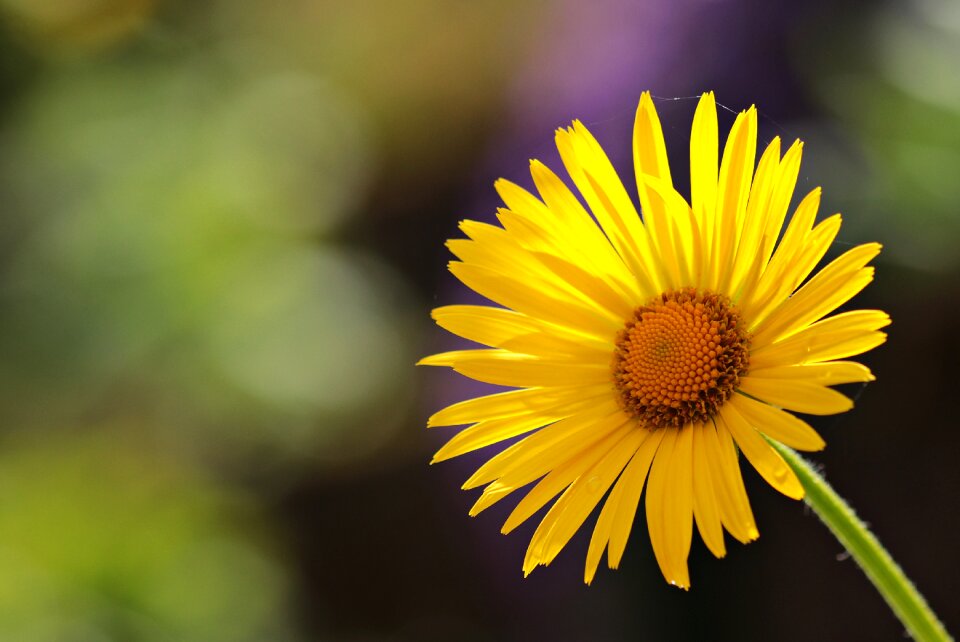 Bloom nature plant