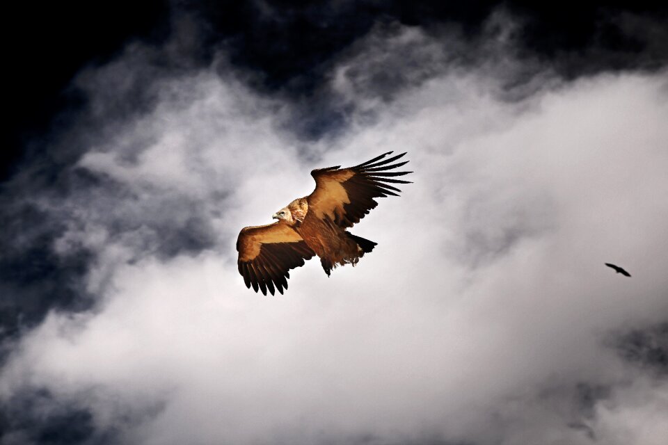 Seda flying vulture falcon