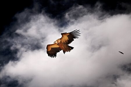 Seda flying vulture falcon