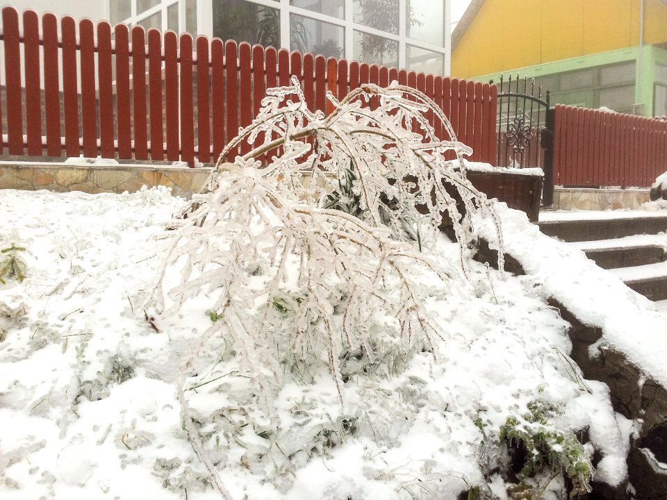Ice damage, December 2014
