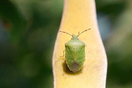 Insect insecta animal