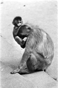 Jong leven in Artis rhesusaap met kind (op kop van moeder), Bestanddeelnr 929-7576