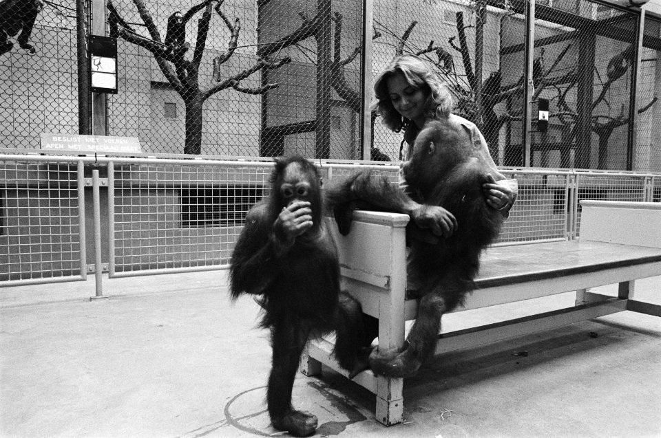 Jong leven in Artis jonge orang-oetan, Bestanddeelnr 929-2323