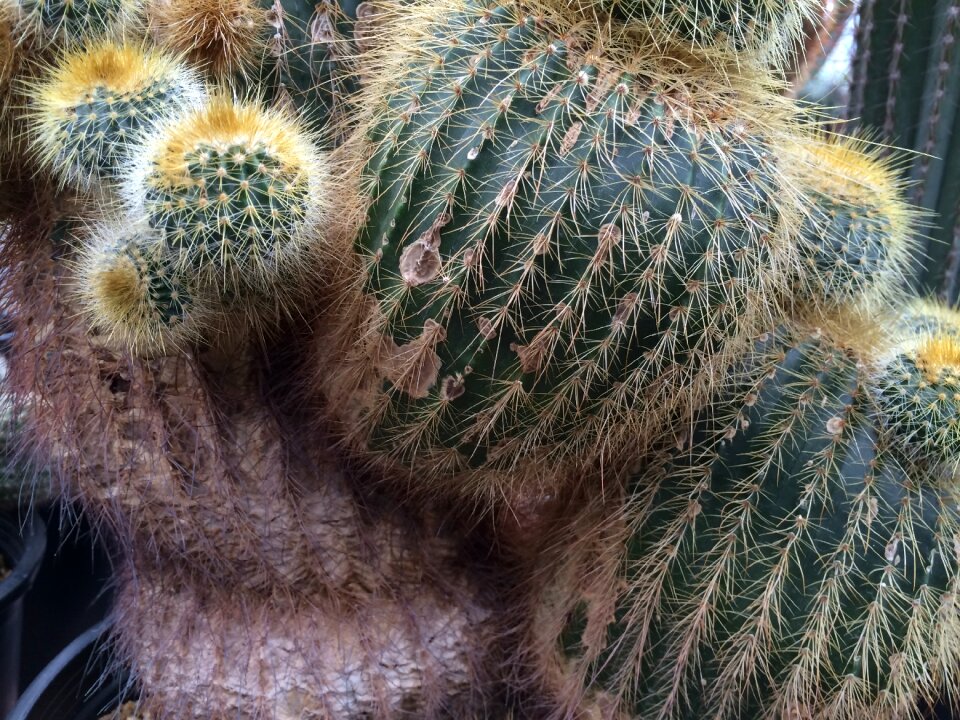 Berkeley botanical garden prickly cactus cactus