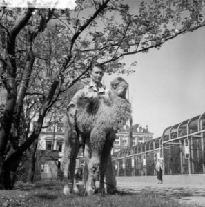 Jong kameeltje Marri in Artis, Bestanddeelnr 912-3667