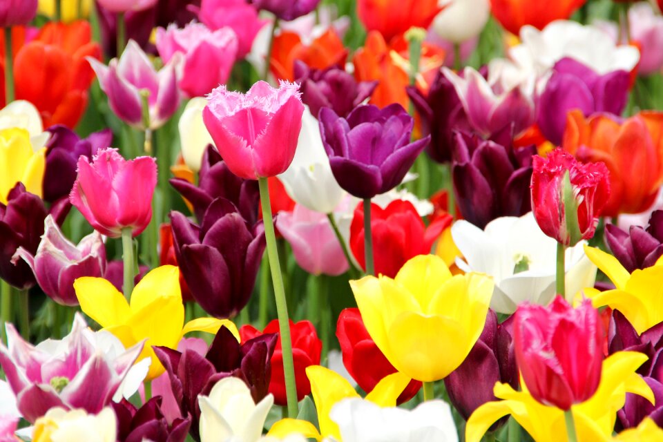 Spring tulip fields blossomed