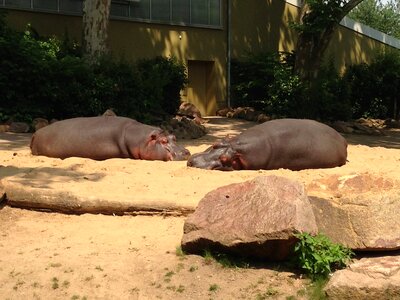 Zoo hippos germany