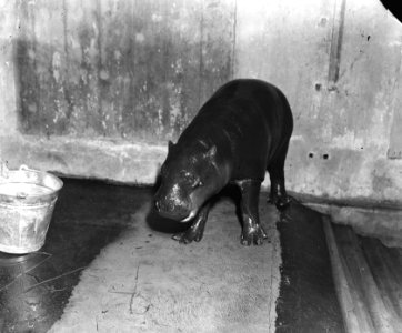 Jong Nijlpaard in Artis, Bestanddeelnr 902-2215