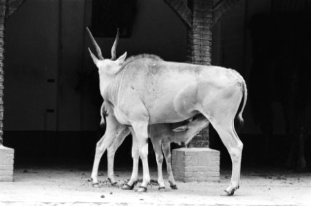 Jong leven in Artis eland-antilope met jong, Bestanddeelnr 929-2324
