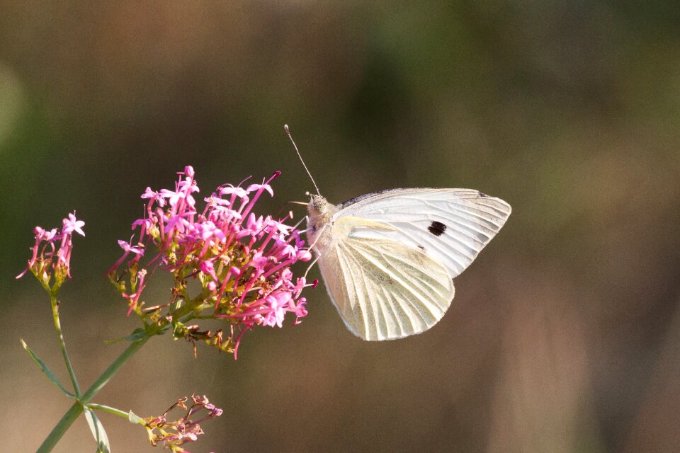Butterflies blossom bloom