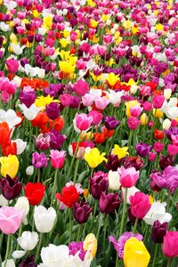 Spring tulip fields blossomed