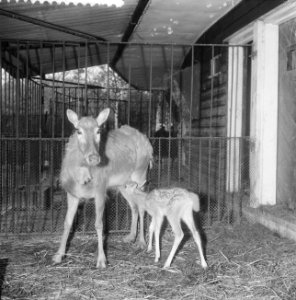 Jong hertje geboren in Diergaarde Blijdorp, Bestanddeelnr 909-5508