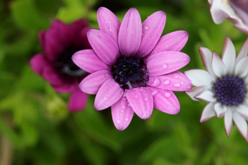 Plant nature flowers