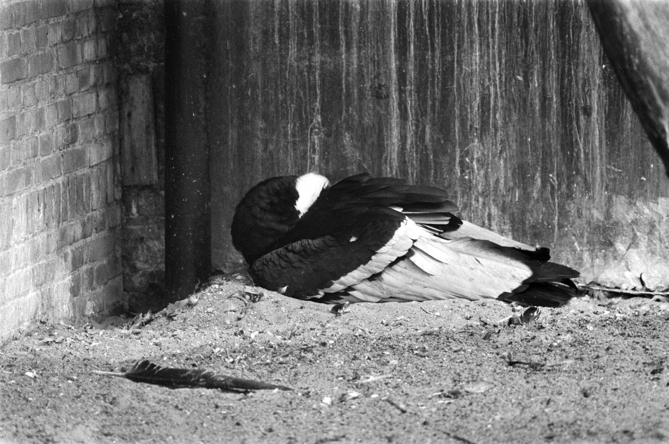 Jong leven in Artis, broedende condoc, Bestanddeelnr 928-5747