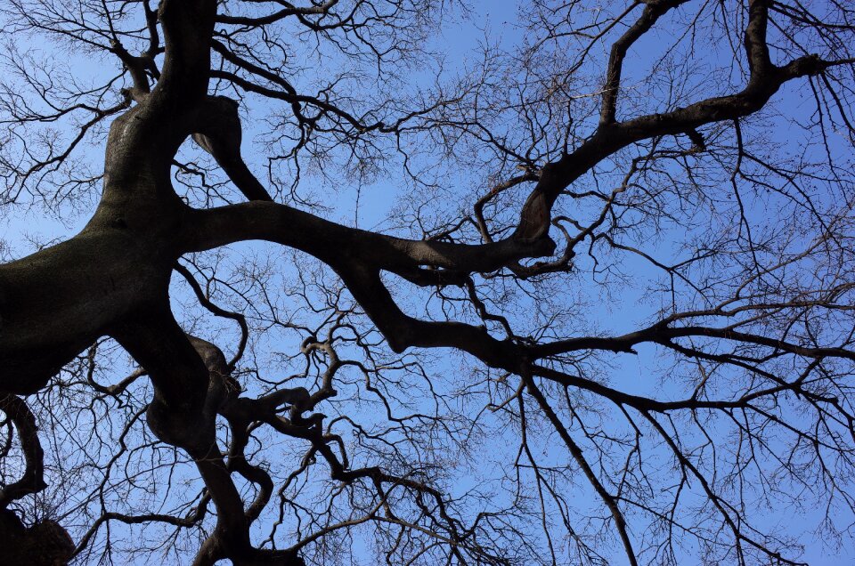 Backlight twig winter