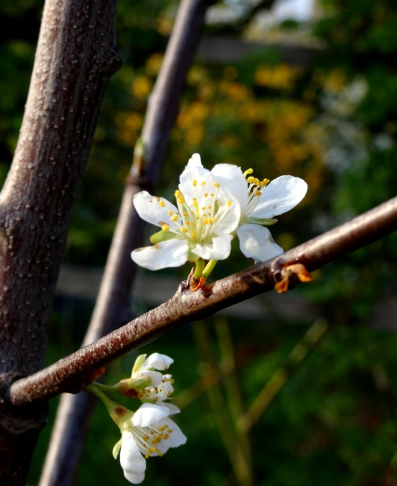 Jojo Plum tree flowers1