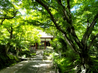 Jojakkoji - Kyoto - DSC06138