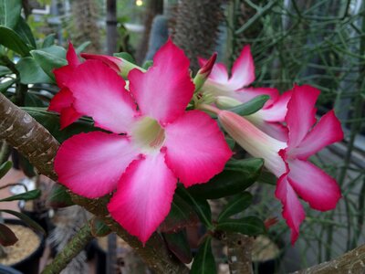 Berkeley botanical garden pink flower cactus flower