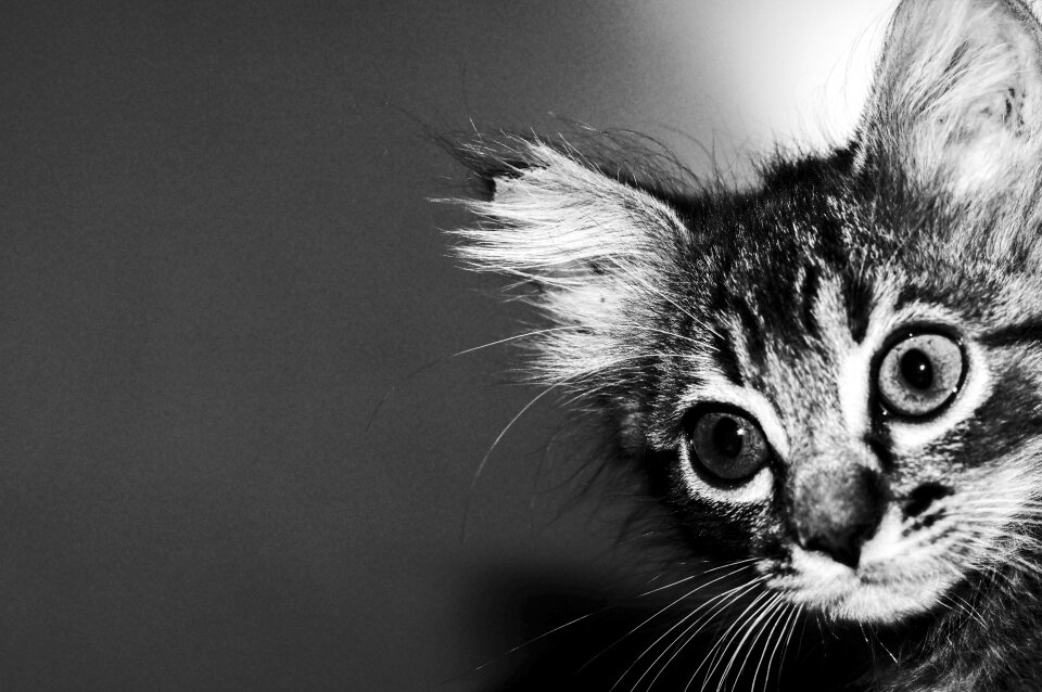 Feline animal animals