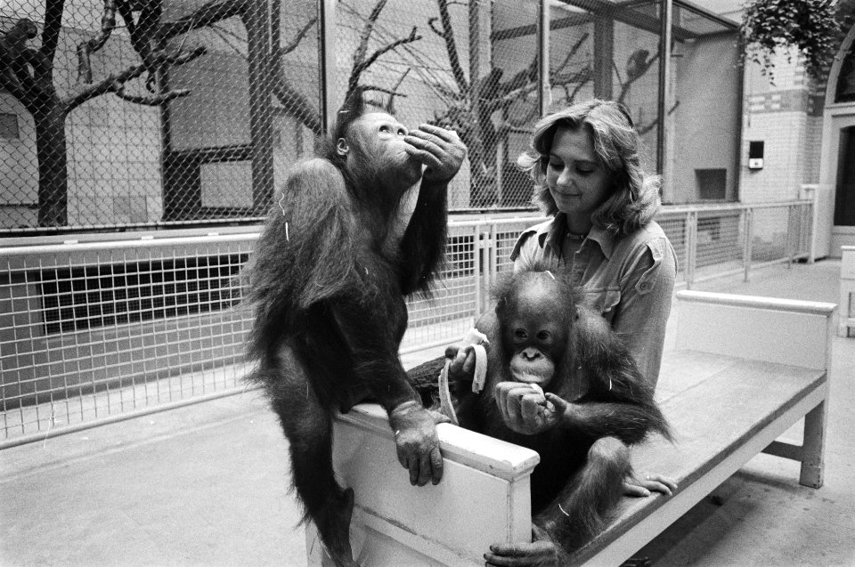 Jong leven in Artis twee jonge orang-oetans, Bestanddeelnr 929-2321