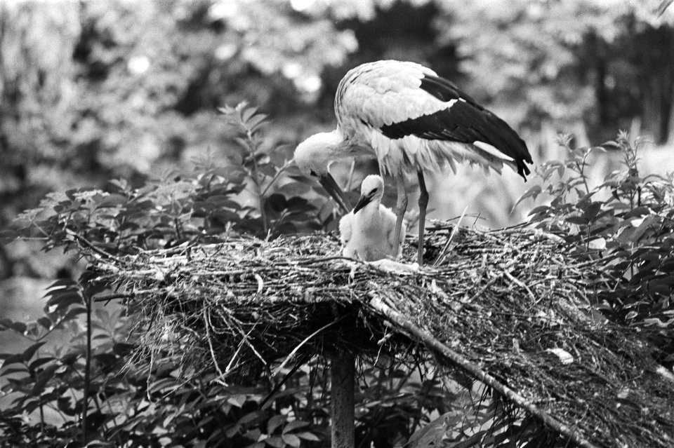 Jong leven in Artis ooievaar met jong in nest, Bestanddeelnr 929-7575