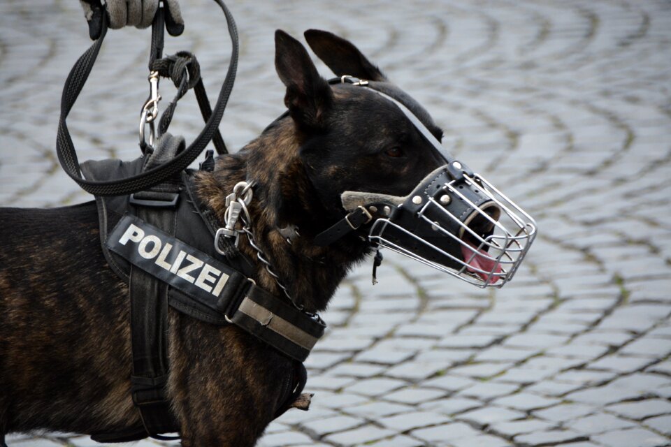 Dog muzzle dog guide