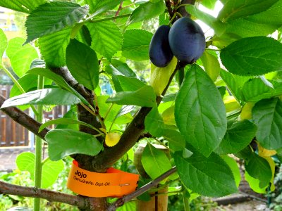 Jojo Plum tree fruits 3