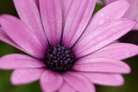 Plant nature flowers